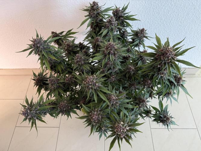 👿🐇 Indoor. Week 10