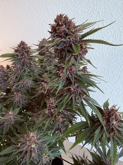 👿🐇 Indoor. Week 10