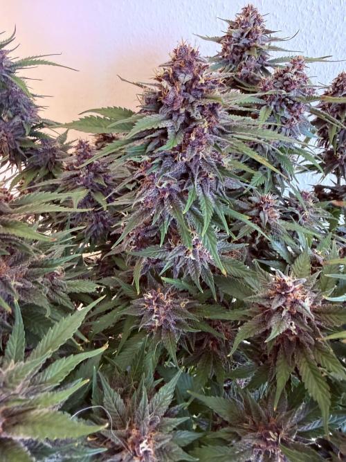 👿🐇 Indoor. Week 10