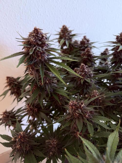 👿🐇 Indoor. Week 10