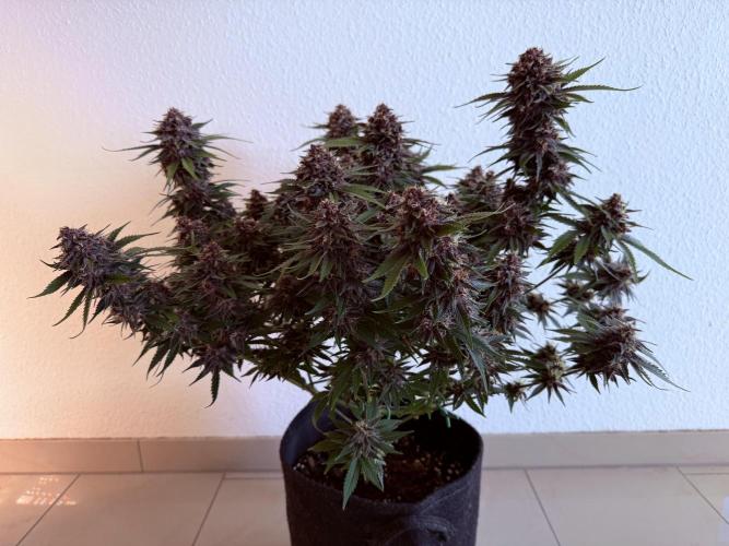 👿🐇 Indoor. Week 10