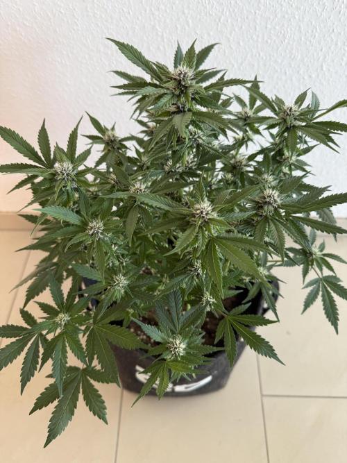 🍌😈🥊 RF3. Week 7