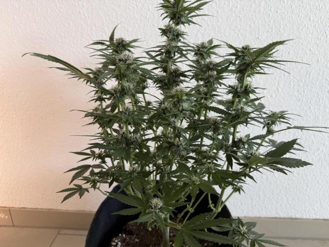 🍌😈🥊 RF3. Week 7