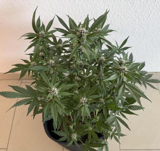 🍌😈🥊 RF3. Week 7