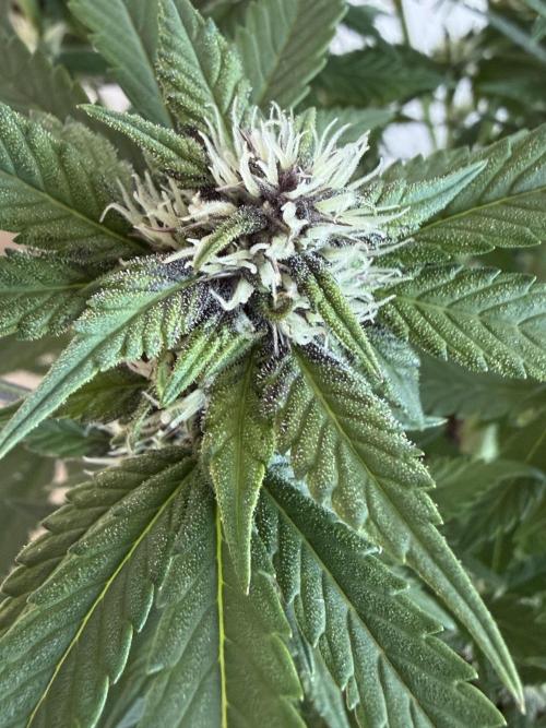 🍌😈🥊 RF3. Week 7