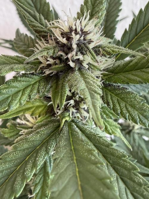 🍌😈🥊 RF3. Week 7