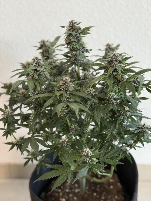 🍌😈🥊 RF3. Week 8