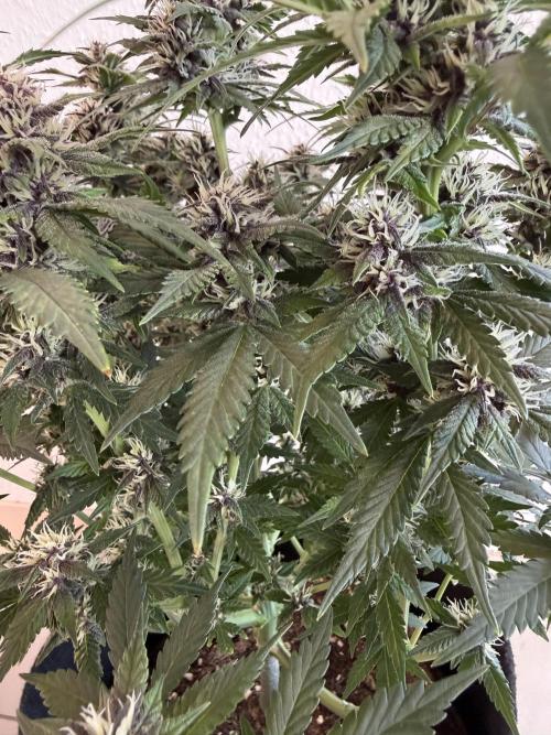 🍌😈🥊 RF3. Week 8