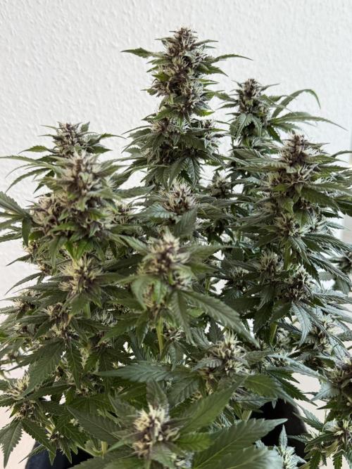 🍌😈🥊 RF3. Week 8