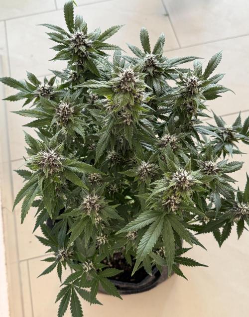 🍌😈🥊 RF3. Week 8