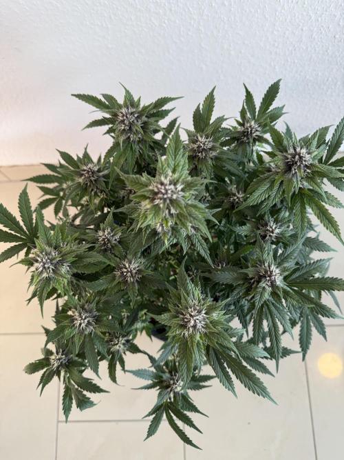 🍌😈🥊 RF3. Week 8