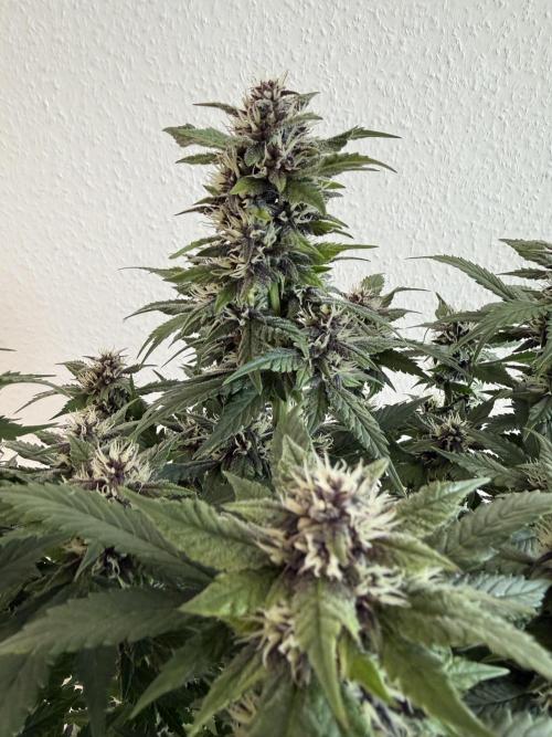 🍌😈🥊 RF3. Week 8