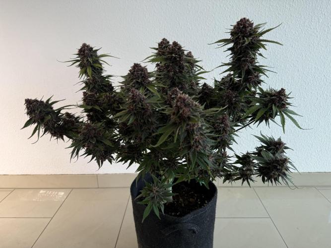 👿🐇 Indoor. Week 11