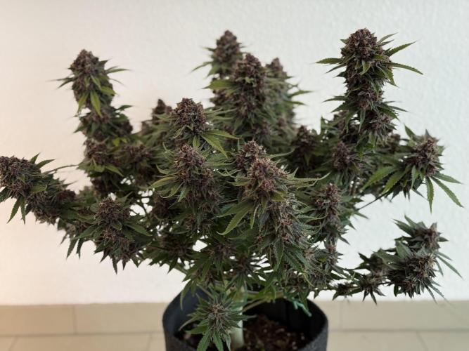 👿🐇 Indoor. Week 11