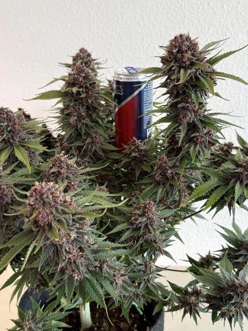 👿🐇 Indoor. Week 11