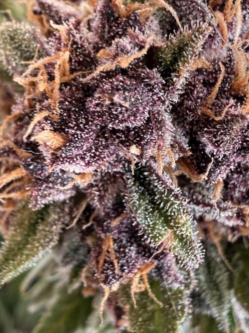 👿🐇 Indoor. Week 11