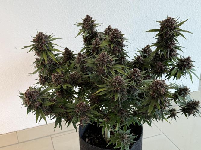 👿🐇 Indoor. Week 11