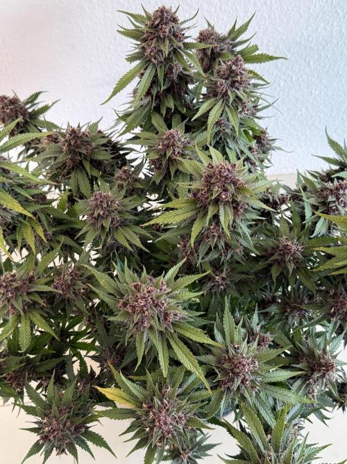 👿🐇 Indoor. Week 11