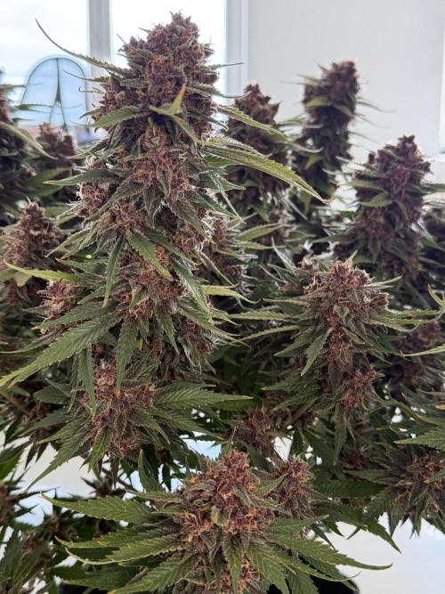 👿🐇 Indoor. Week 11