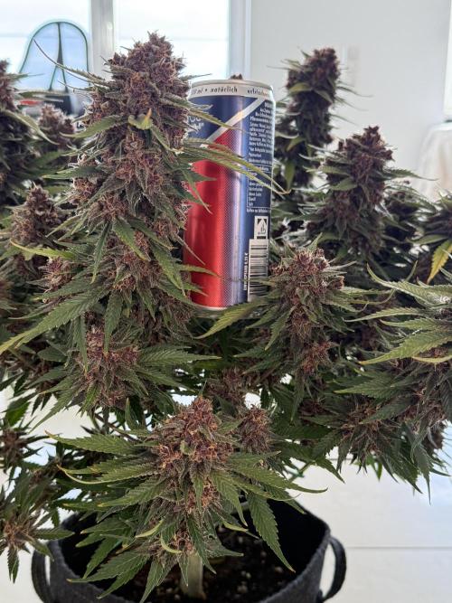 👿🐇 Indoor. Week 11