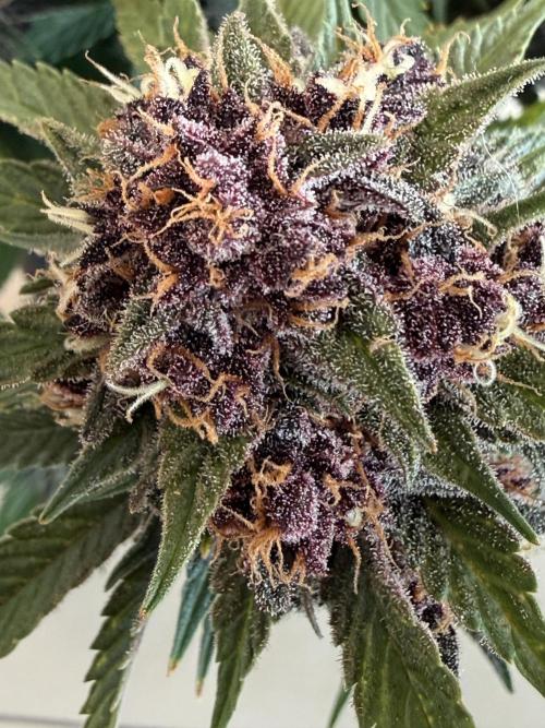 👿🐇 Indoor. Week 11