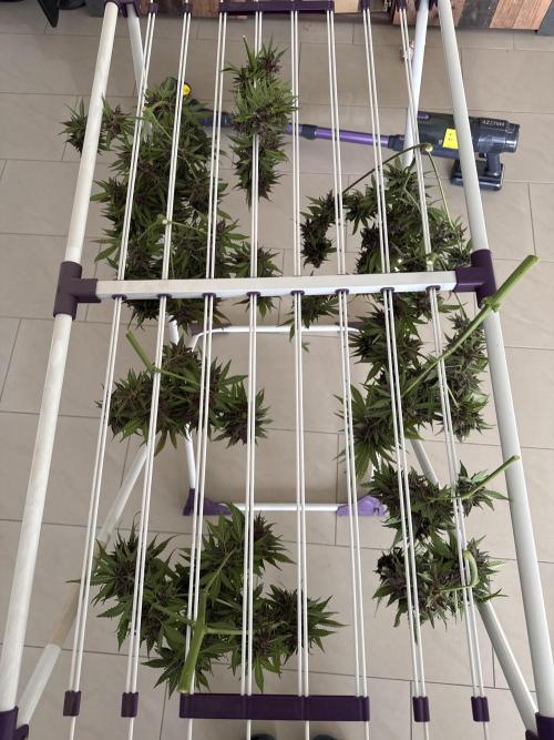 👿🐇 Indoor. Week 12