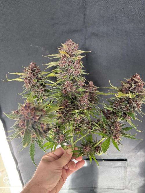 👿🐇 Indoor. Week 12