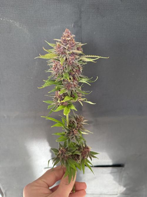 👿🐇 Indoor. Week 12