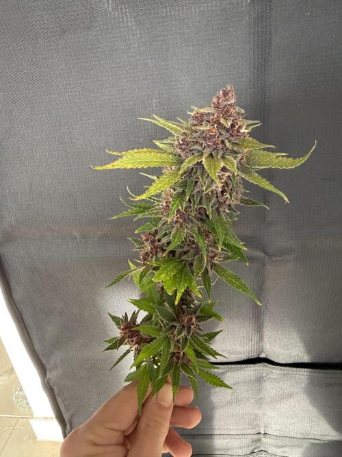 👿🐇 Indoor. Week 12