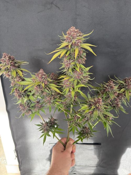 👿🐇 Indoor. Week 12