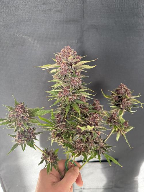 👿🐇 Indoor. Week 12