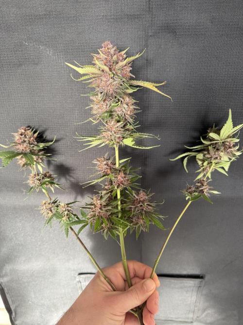 👿🐇 Indoor. Week 12