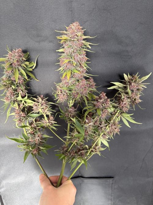 👿🐇 Indoor. Week 12