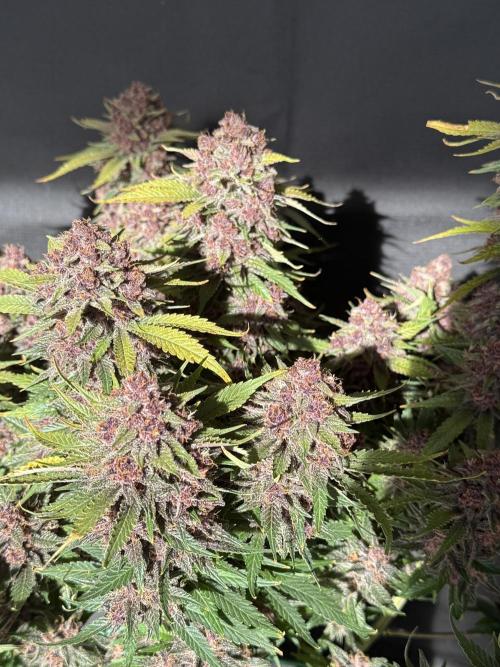 👿🐇 Indoor. Week 12