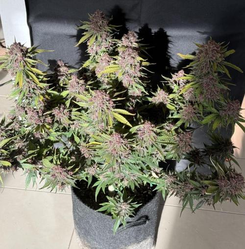 👿🐇 Indoor. Week 12