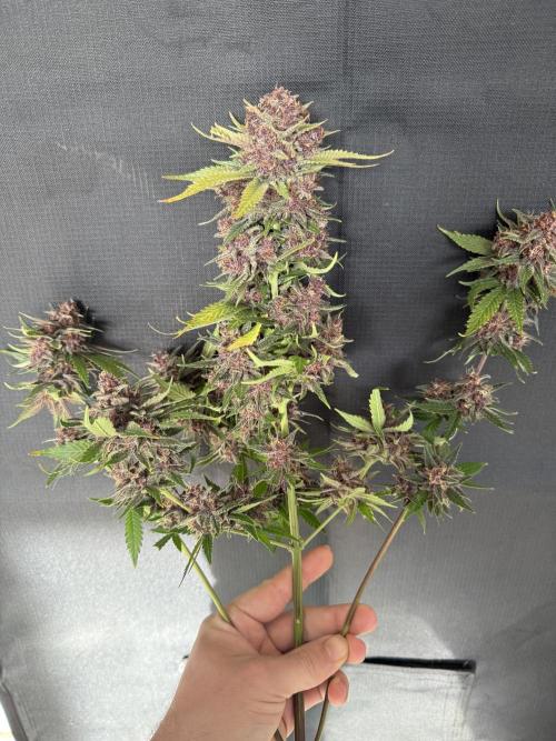 👿🐇 Indoor. Week 12