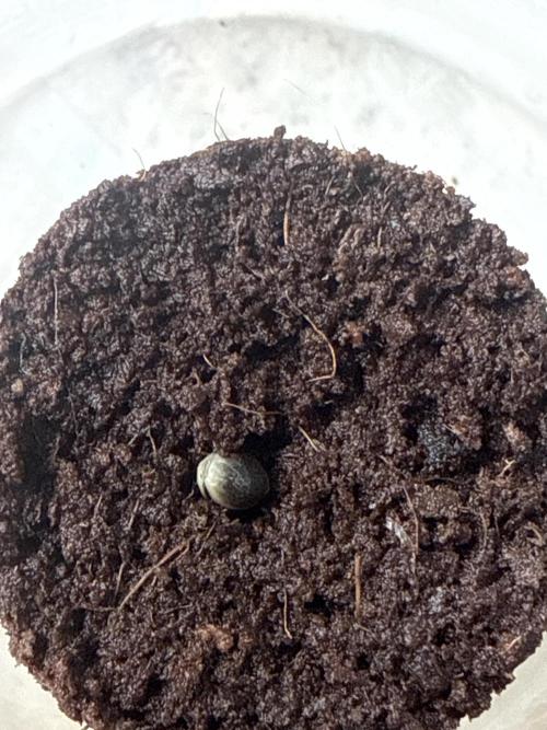 🍋🥤⬆️. Week 0