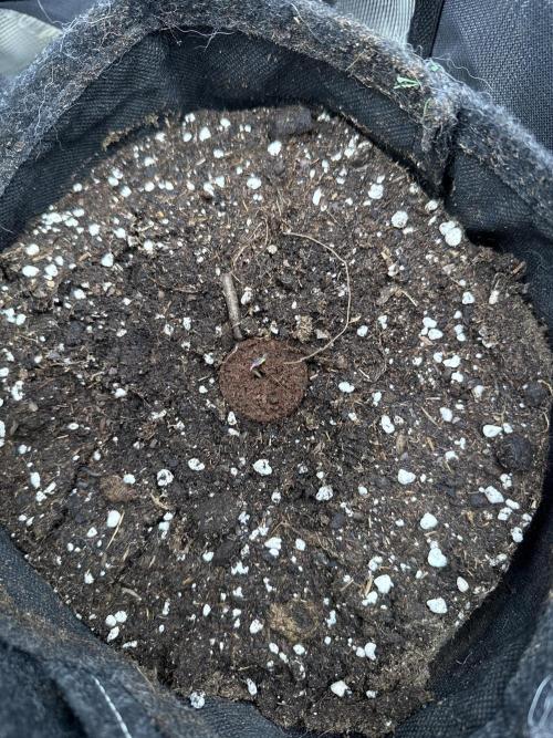 🍋🥤⬆️. Week 0