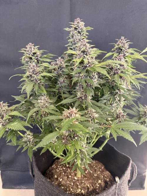 🍌😈🥊 RF3. Week 9