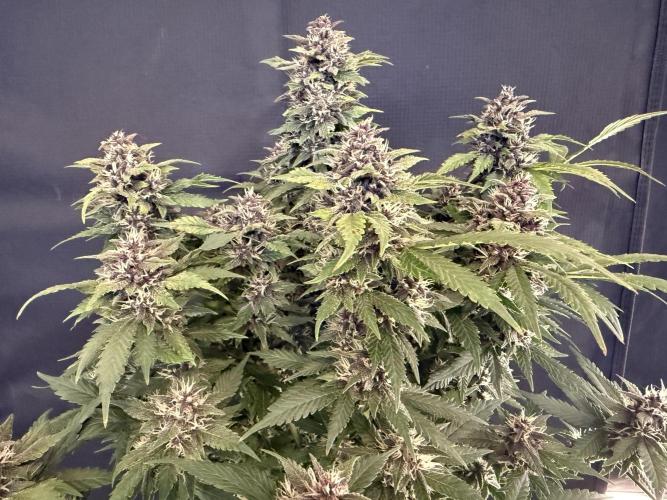 🍌😈🥊 RF3. Week 9