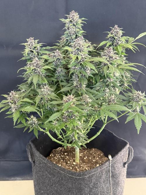 🍌😈🥊 RF3. Week 9