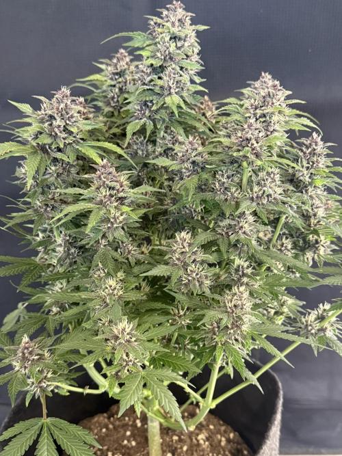 🍌😈🥊 RF3. Week 9