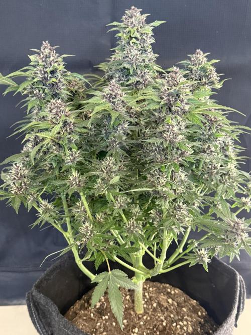 🍌😈🥊 RF3. Week 9