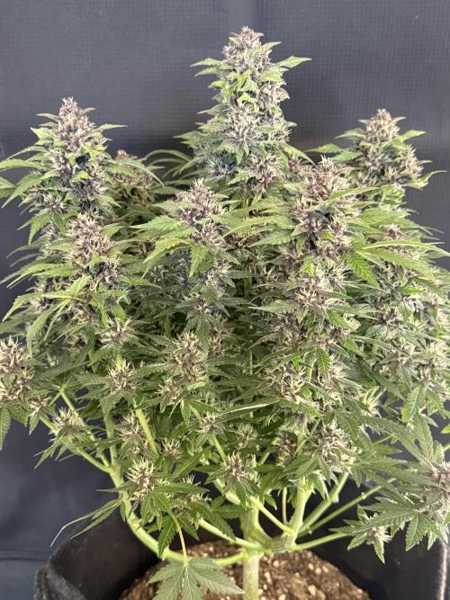 🍌😈🥊 RF3. Week 9