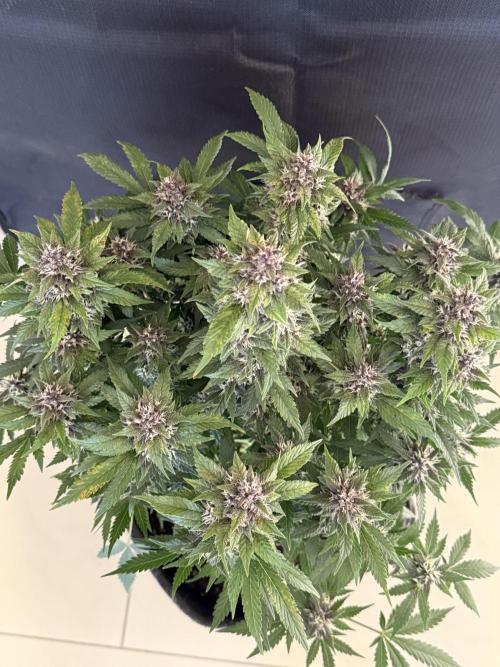 🍌😈🥊 RF3. Week 9