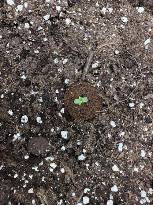 🍋🥤⬆️. Week 1 - D1