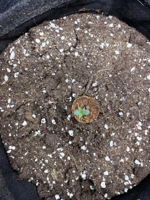 🍋🥤⬆️. Week 1 - D2