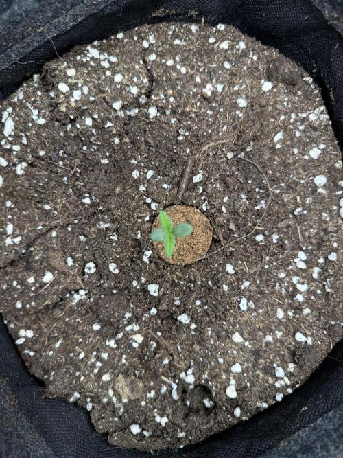 🍋🥤⬆️. Week 1 - D3