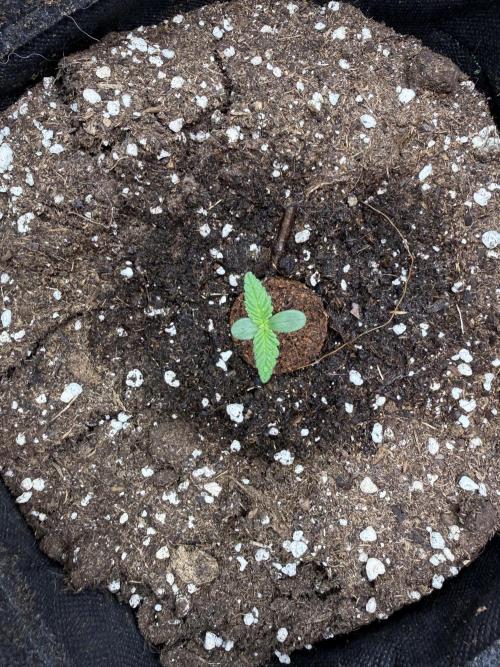 🍋🥤⬆️. Week 1 - D4