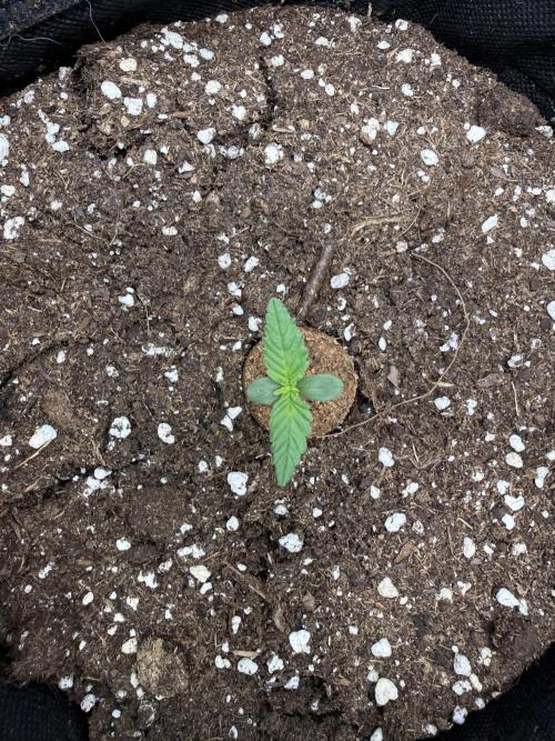 🍋🥤⬆️. Week 1 - D5